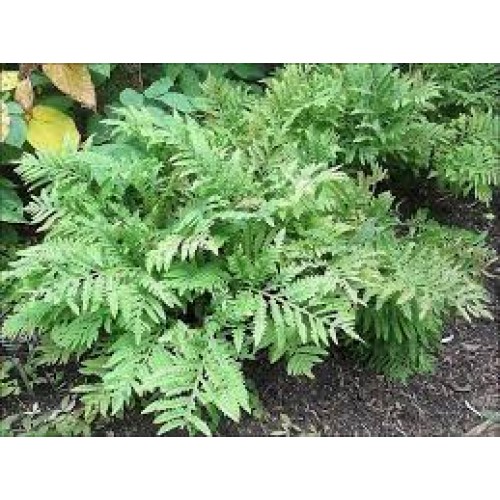 Kemena jautrioji  (lot. Onoclea sensiblis)