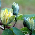 Magnolija agurkinė (lot. Magnolia acuminata) Blue Opal