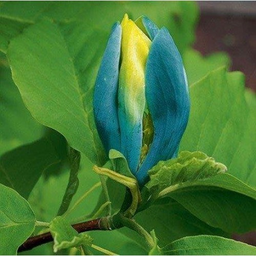Magnolija agurkinė (lot. Magnolia acuminata) Blue Opal