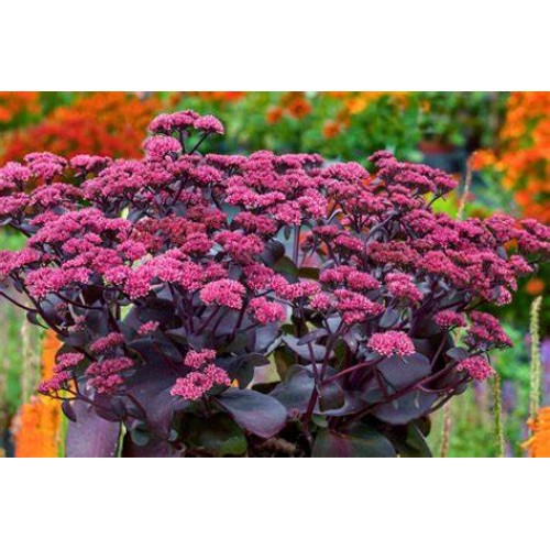 Šilokas (lot. Sedum telephium) Oriental Dancer