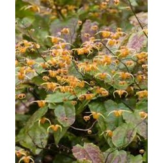 Epimedis (lot. Epimedium pubigerum) Orangekonigin