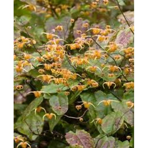 Epimedis (lot. Epimedium pubigerum) Orangekonigin