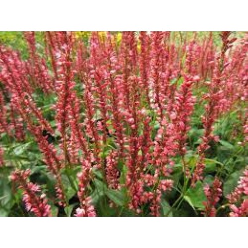 Rūgtis  dėmėtoji (lot.Persicaria amplexicaulis ) Orange Field