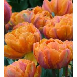Tulpės  Orange Princess 5 vnt  Tulpės  Orange Princess 5 vnt