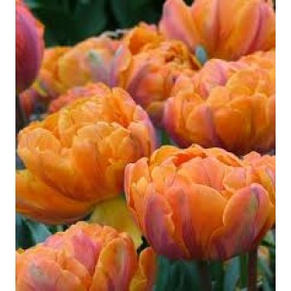 Tulpės  Orange Princess 50 vnt 