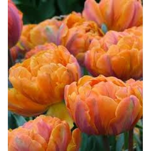 Tulpės  Orange Princess 5 vnt 