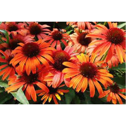 Ežiuolė  (lot.Echinacea purpurea) Orange Skipper