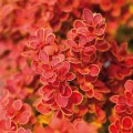 Raugerškis tunbergo ( lot. Berberis thunbergii)  Orange sunrise