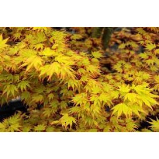 Klevas plaštakinis ( lot. Acer palmatum) Orange Dream