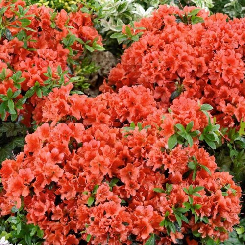 Azalija japoninė  ( lot. Azalea japonica) Geisha Orange