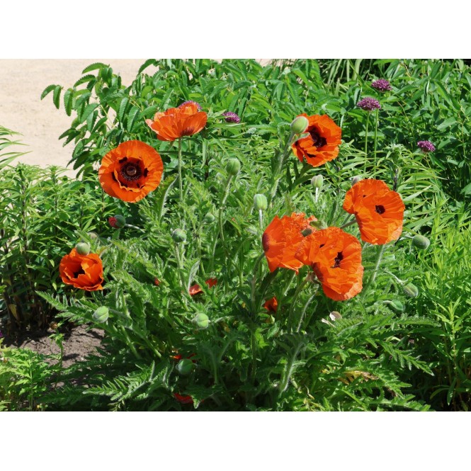 Aguona rytinė (lot. Papaver orientale) Beauty of Livermere Aguona rytinė (lot. Papaver orientale) Beauty of Livermere