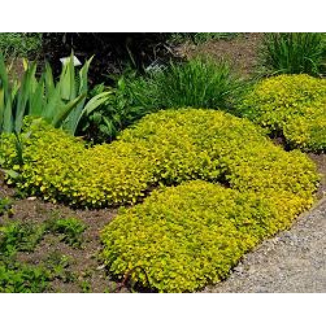 Raudonėlis ( lot. Origanum vulgare) Aureum