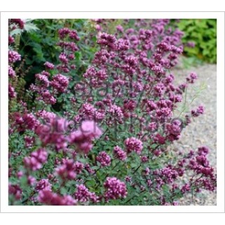 Raudonėlis ( lot. Origanum laevigatum) Herrenhausen