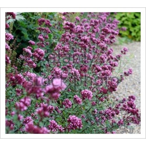 Raudonėlis ( lot. Origanum laevigatum) Herrenhausen
