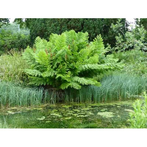 Osmunda karališkoji (lot. Osmunda regalis) Purpurascens