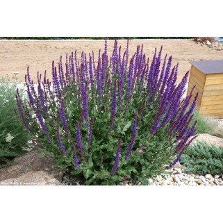 Šalavijas gojinis ( lot. Salvia nemorosa) Ostfriesland