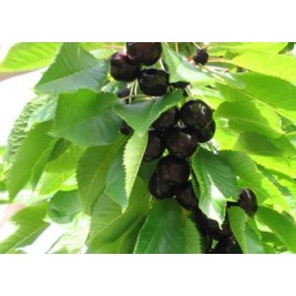 Trešnė ( lot.Prunus avium ) Ovstuženka