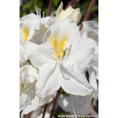 Azalija didžiažiedė  ( lot. Azalea deciduous)  Oxydol