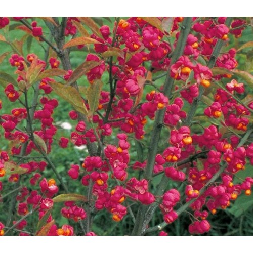 Ožekšnis europinis( lot. Euonymus europaeus) Red Cascade