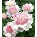Bijūnas  (lot. peonia lactilora) Do Tell