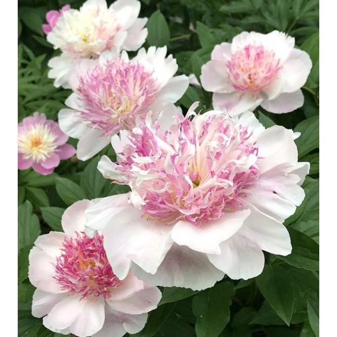 Bijūnas  (lot. peonia lactilora) Do Tell