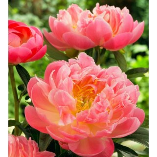 Bijūnas puikusis ( lot. peonia lactiflora) Pink Hawaiian Coral 2026 ruduo