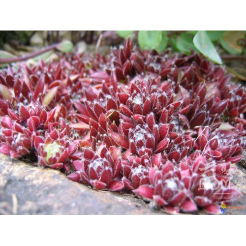 Šilropė ( lot. Sempervivum arachnoideum) Cameleon