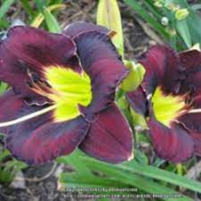 Viendienė  (lot.Hemerocallis )  Paint it Black