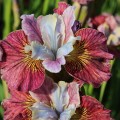 Vilkdalgis sibirinis  (lot. Iris sibirica ) Painted Woman