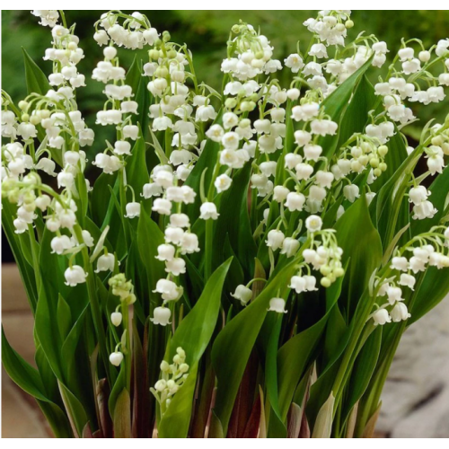 Pakalnutė ( lot. Convalaria majalis) 