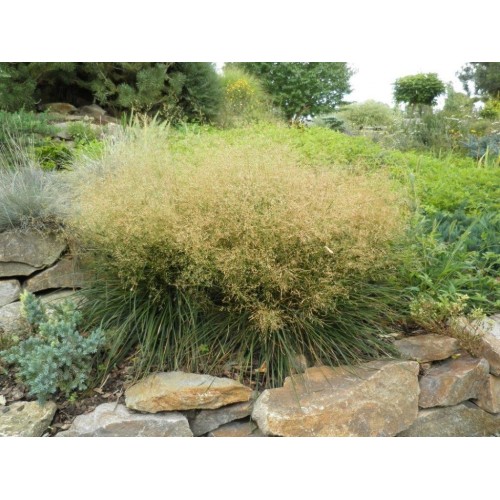 Šluotsmilgė kupstinė ( lot. Dechampasia cespitosa )  Palava