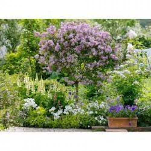 Alyva mejerio ant koto( lot.syringa meyeri) Palibin