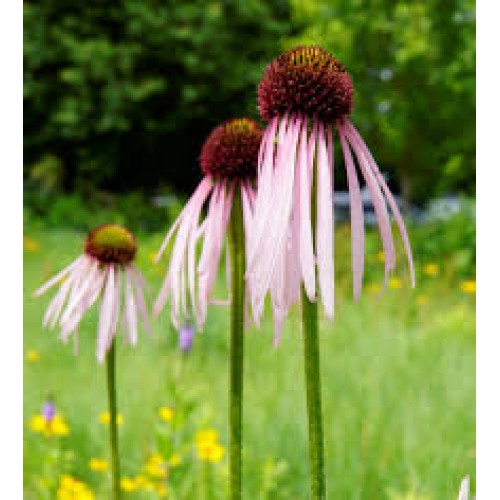 Ežiuolė blyškioji (lot.Echinacea pallida)