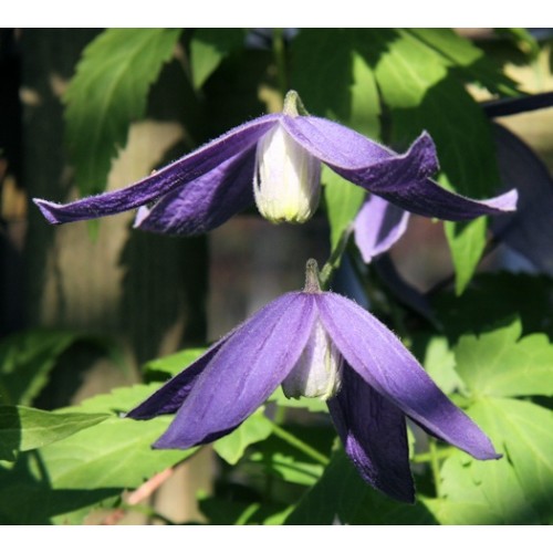 Raganė ( lot.Clematis alpina) Pamela Jackman