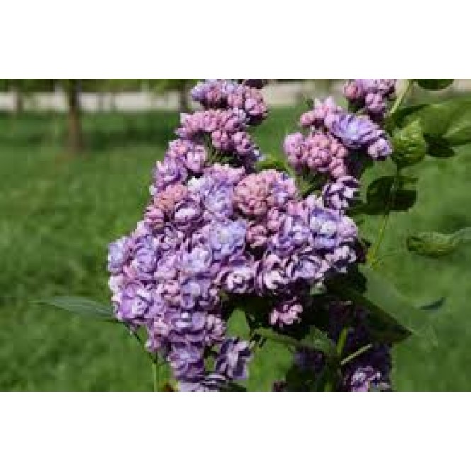 Alyva  ( lot.Syringa  vulgaris) Pamięć o wawiłowie