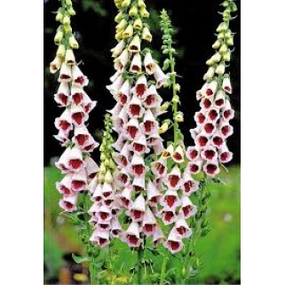 Rusmenė ( lot. Digitalis purpurea ) Pams Choice