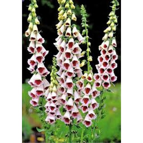 Rusmenė ( lot. Digitalis purpurea ) Pams Choice