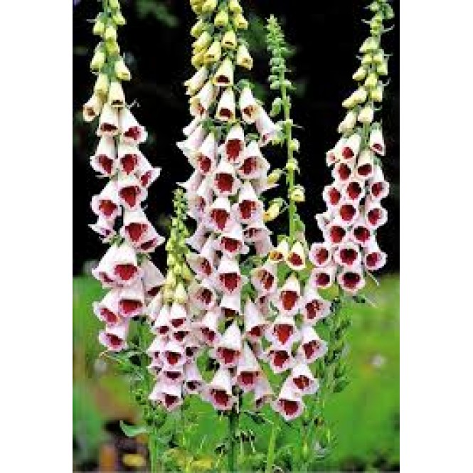 Rusmenė ( lot. Digitalis purpurea ) Pams Choice