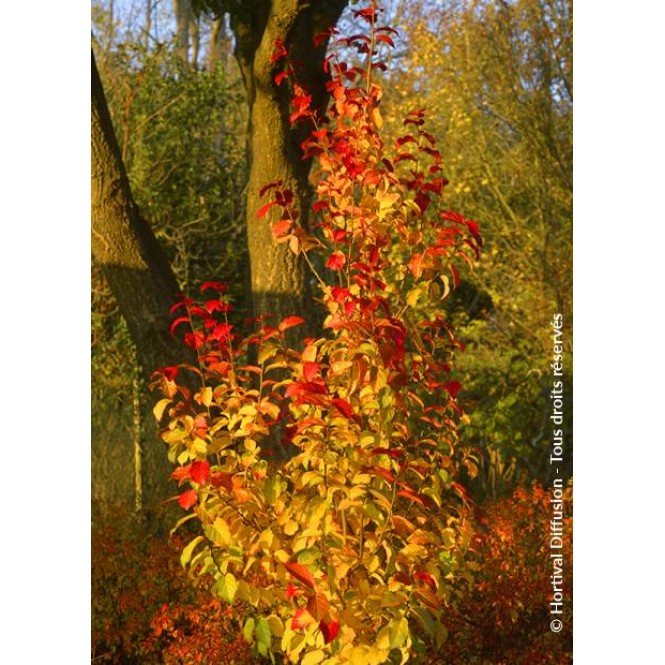 Parotija ( lot. Parrotia persica ) Persian Spire’