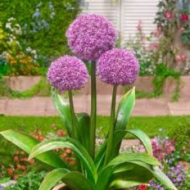 Dekoratyvinis česnakas (lot.Allium)  Party Ballons Dekoratyvinis česnakas (lot.Allium)  Party Ballons