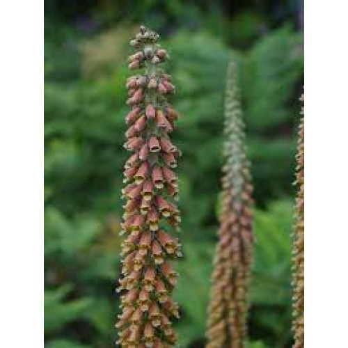 Rusmenė smulkiažiedė ( lot. digitalis parviflora)