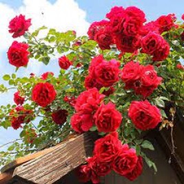 Rožė vijoklinė ( lot. Rosa )  Pauls Scarlet Climber