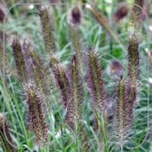 Soruolė  pašiaušėlinė (lot. Pennisetum alopecuroides) Pauls Giant