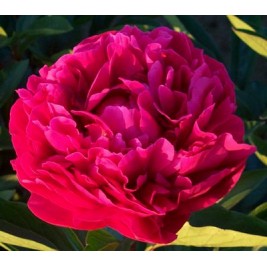 Bijūnas puikusis ( lot. peonia lactiflora) Paul M Wild 2025 ruduo