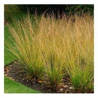 Melvenė  nendrinė ( lot. Molinia arundinacea)  Paul Peterson