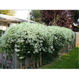 Raganė ( lot.Clematis) Paul Farges (Summer Snow)