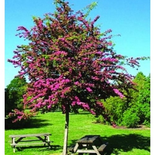 Gudobelė graižiažiedė ( lot. Cratageus laevigata ) Paul's Scarlet