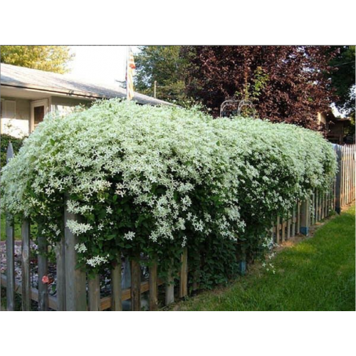 Raganė ( lot.Clematis) Paul Farges (Summer Snow)