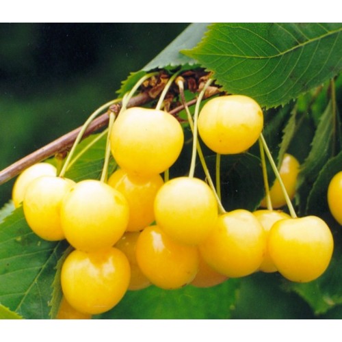 Trešnė ( lot.Prunus avium ) Paula