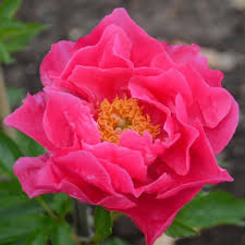 Bijūnas  ( lot. peonia  lactiflora) Paula Fay 2026 ruduo